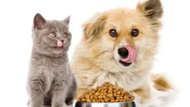 Guar Gum in pet food