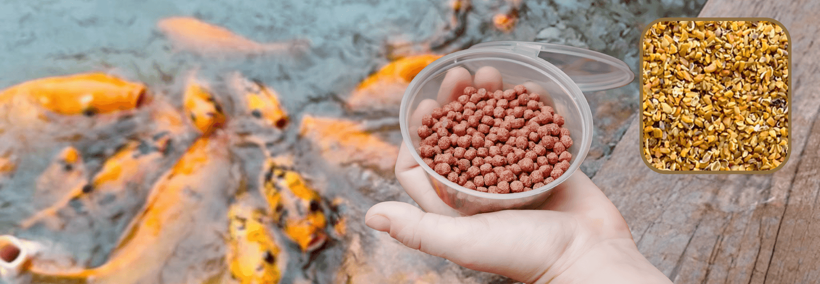 Pellets made from Guar Korma Roasted Meal used as a protein-rich aqua feed applications in aquaculture.