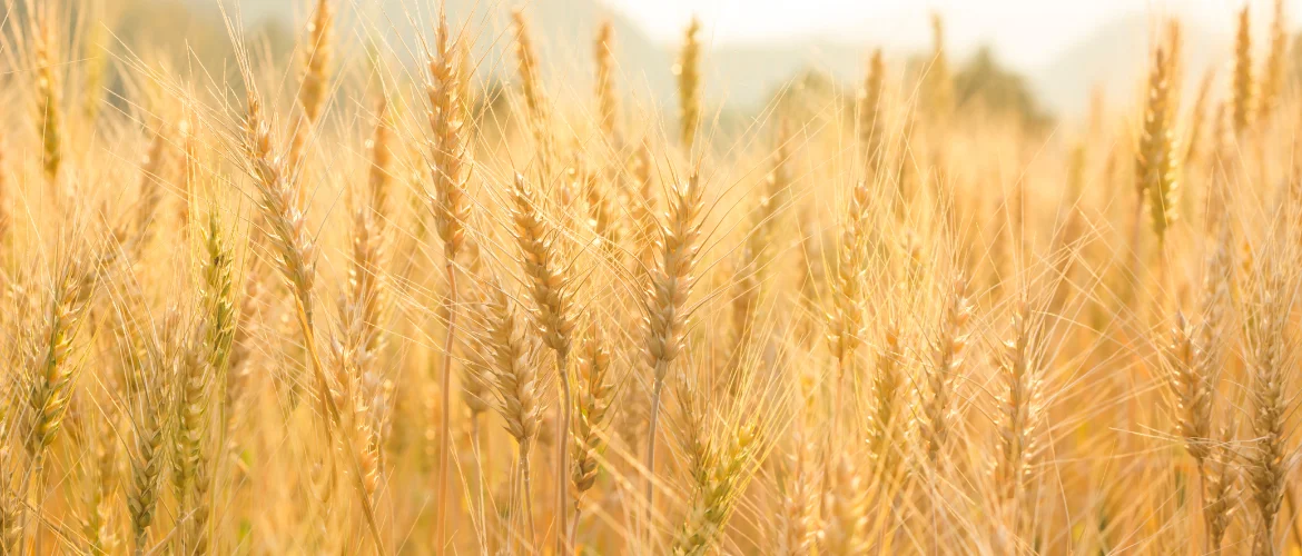 Barley 1 Barley