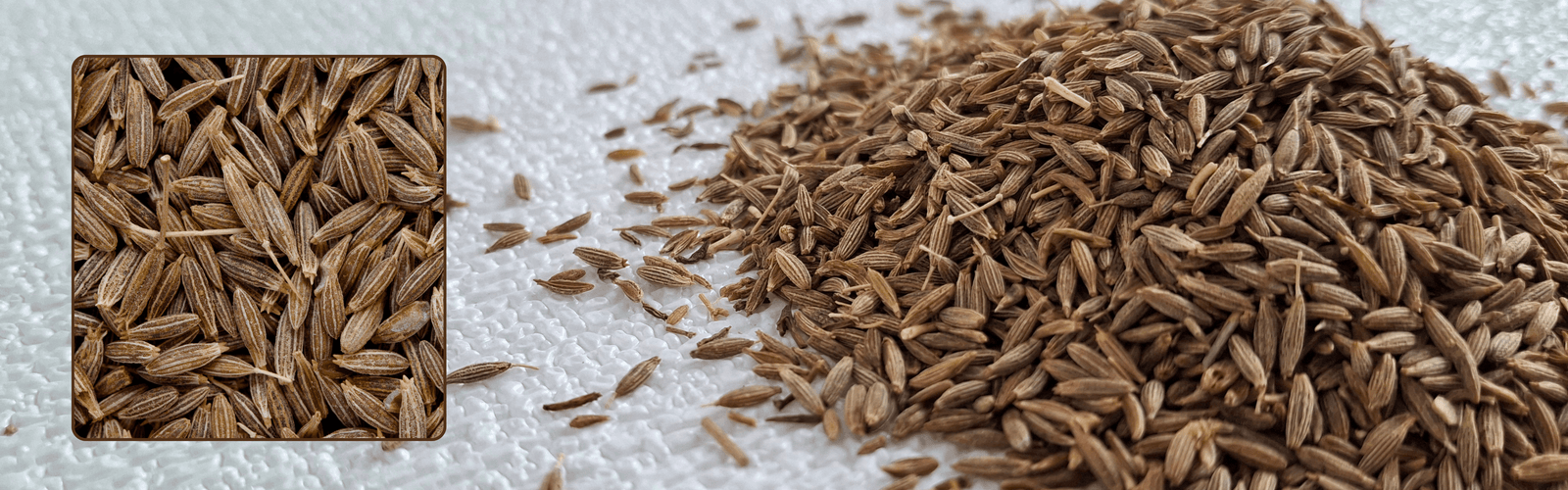 Close-up cumin seeds picture showing premium cumin seeds or jeera seeds
