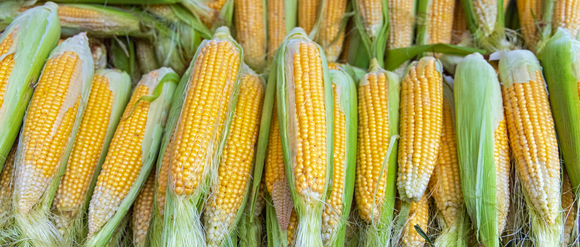 Maize