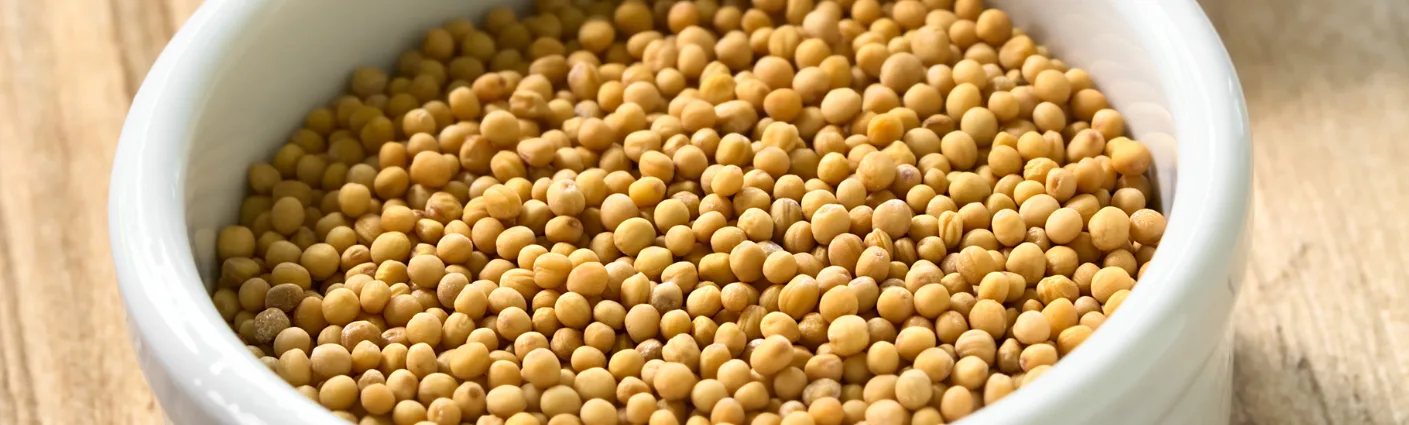 Yellow Mustard Seeds - Durga Enterprises