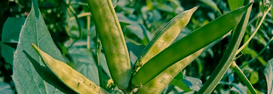 Guar Gum Plant
