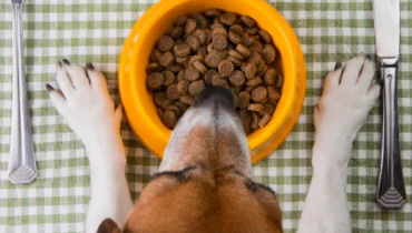 guar gum in animal food