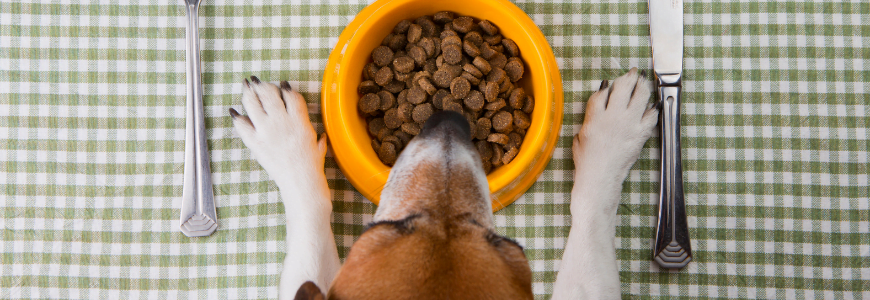Guar Gum in Pet and Animal Nutrition guar gum in pet food