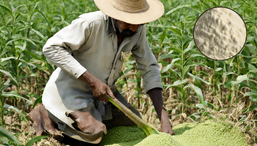 Challenges and Opportunities in Guar Gum Farming Guar Gum Farming