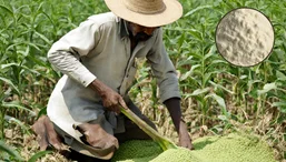 Challenges and Opportunities in Guar Gum Farming Guar Gum Farming
