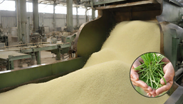 Exploring the Global Impact of Guar Gum: Production and Distribution Guar Gum Production