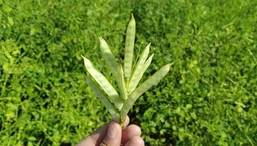 guar gum side effects