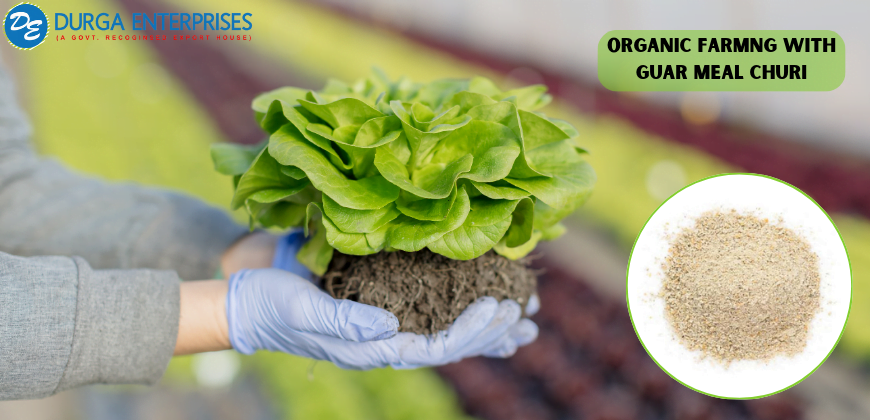 Guar Meal Churi and Organic Farming 1 Organic Farming with Guar Meal Churi - Durga Enterprises