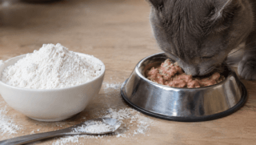 Guar gum in cat food - Durga Enterprises