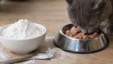 Guar gum in cat food - Durga Enterprises